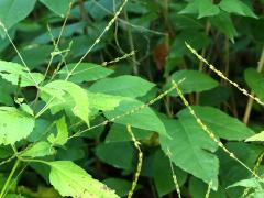 (American Lopseed) fruit (American Lopseed) fruit