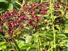 (Elderberry) fruit (Elderberry) fruit