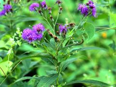 (Smooth Ironweed) (Smooth Ironweed)