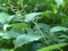 (Arrowwood Viburnum) fruit (Arrowwood Viburnum) fruit