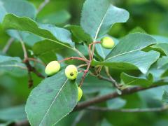(Nannyberry) fruit (Nannyberry) fruit
