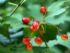(European Highbush Cranberry) fruit (European Highbush Cranberry) fruit