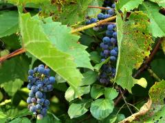 (Riverbank Grape) fruit (Riverbank Grape) fruit