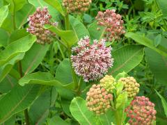 (Common Milkweed) (Common Milkweed)