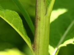 (Smooth Ironweed) stem (Smooth Ironweed) stem