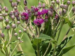 (Smooth Ironweed) (Smooth Ironweed)