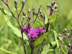 (Tall Ironweed) plant (Tall Ironweed) plant