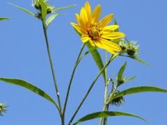 (Sawtooth Sunflower) (Sawtooth Sunflower)