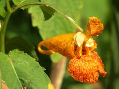 (Orange Jewelweed) (Orange Jewelweed)