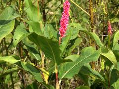 (Water Knotweed) emersa (Water Knotweed) emersa