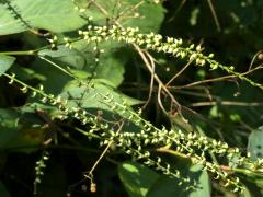 (Virginia Knotweed) (Virginia Knotweed)