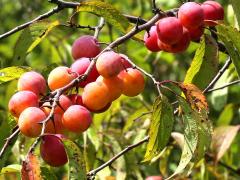 (American Plum) fruit (American Plum) fruit