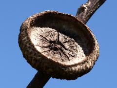 (Red Oak) acorn cap (Red Oak) acorn cap