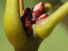 (Red Oak) buds (Red Oak) buds