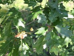 (Red Oak) leaves (Red Oak) leaves