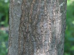 (Red Oak) trunk (Red Oak) trunk