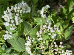 (White Snakeroot) plant (White Snakeroot) plant