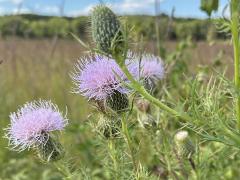 (Field Thistle) plant (Field Thistle) plant