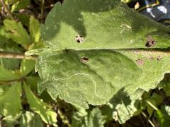 (Arrow-leaved Aster) leaf (Arrow-leaved Aster) leaf