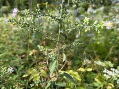 (Arrow-leaved Aster) plant (Arrow-leaved Aster) plant
