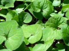 (Reflexed Wild Ginger) (Reflexed Wild Ginger)