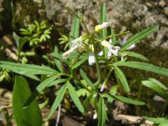 (Toothwort) (Toothwort)