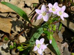 (Spring Beauty) (Spring Beauty)