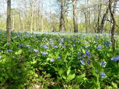 (Virginia Bluebells) (Virginia Bluebells)