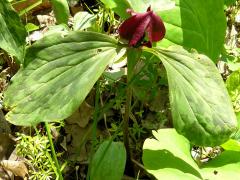 (Red Trillium) (Red Trillium)