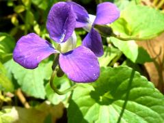 (Common Blue Violet) (Common Blue Violet)