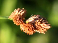 (Bicknell's Sedge) (Bicknell's Sedge)