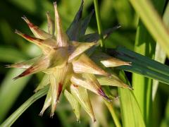 (Gray's Sedge) (Gray's Sedge)