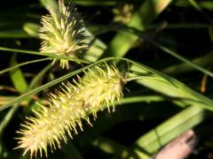 (Bottlebrush Sedge) (Bottlebrush Sedge)