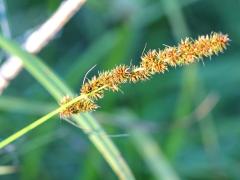 (Fox Sedge) (Fox Sedge)