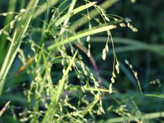 (Rattlesnake Grass) (Rattlesnake Grass)