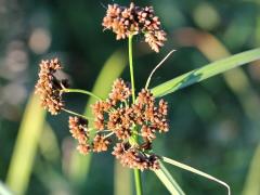 (Wool Grass) (Wool Grass)
