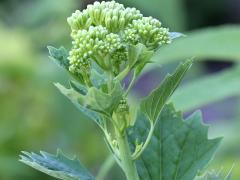 (Pale Indian Plantain) (Pale Indian Plantain)