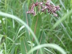 (Prairie Milkweed) (Prairie Milkweed)