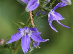 (Tall Bellflower) (Tall Bellflower)