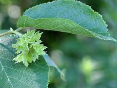 (American Hazelnut) fruit (American Hazelnut) fruit