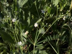 (Flowering Spurge) (Flowering Spurge)