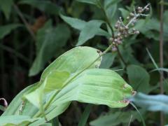 (Feathery False Soloman's Seal) fruit (Feathery False Soloman's Seal) fruit