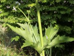 (Glade Mallow) (Glade Mallow)