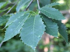 (Chinquapin Oak) (Chinquapin Oak)