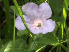 (Wild Petunia) (Wild Petunia)