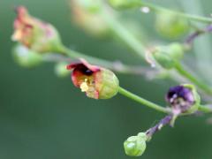(Late Figwort) (Late Figwort)