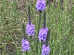 (Hoary Vervain) (Hoary Vervain)