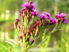 (Smooth Ironweed) (Smooth Ironweed)
