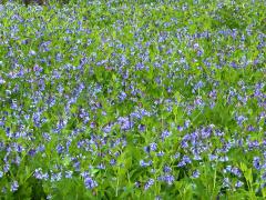 (Virginia Bluebells) colony (Virginia Bluebells) colony