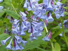 (Virginia Bluebells) (Virginia Bluebells)